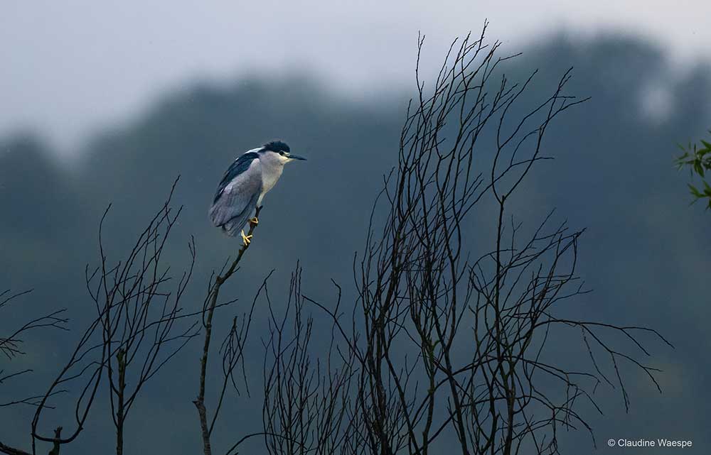 The Black-crowned Night Heron, a nocturnal heron seen very early during the Osprey morning at Lake Morat, Switzerland