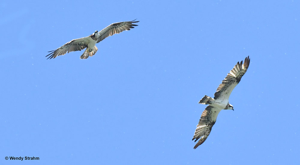 2 female osprey, Vicky and Cléo, in Switzerland 29 July 2024