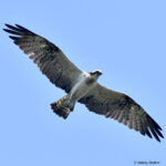 037, a Scottish Osprey, 2 years old.