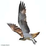 CJ70, a German Osprey, 1 year old.