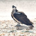 R9, a French Osprey, 16 years old.