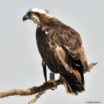 FU8, a Scottish Osprey, 10 years old.