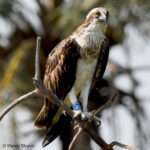 1H7, an English Osprey, 2 years old.