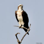 0NW, a German Osprey, 16 years old.