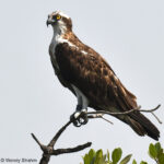 R3, a Norwegian Osprey, 4 years old.