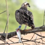 1L2, a Scottish Osprey, 1 year old.